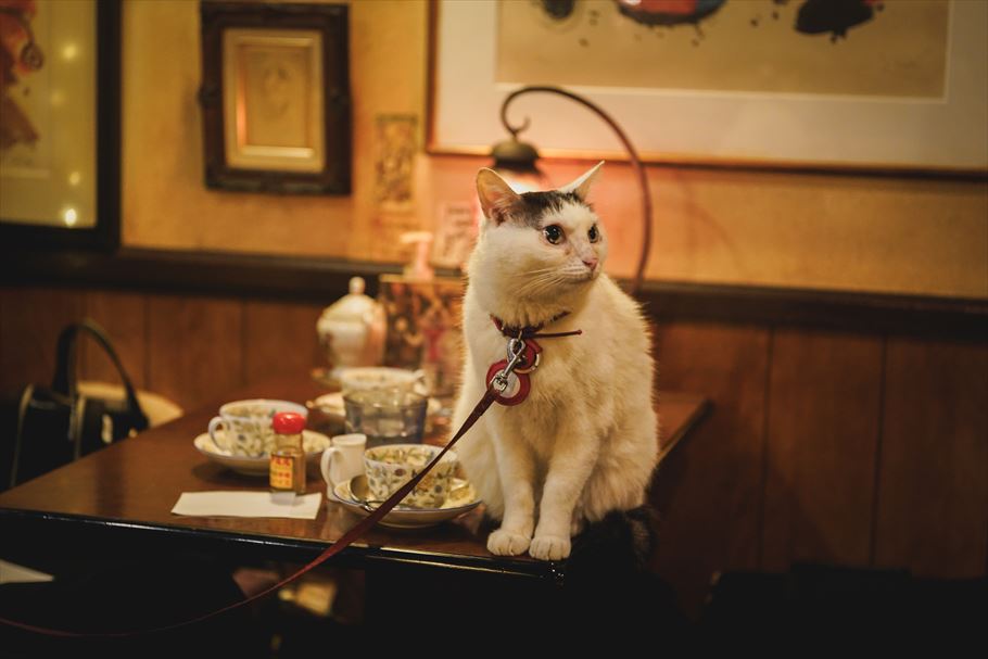 看板猫に会いに若者が殺到する「カフェアルル」(新宿)。幻想的な老舗喫茶の「今」とは？